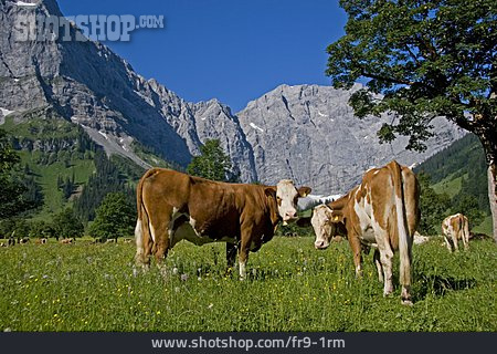 
                Kuh, Alpen, Almwiese, Großer Ahornboden                   
