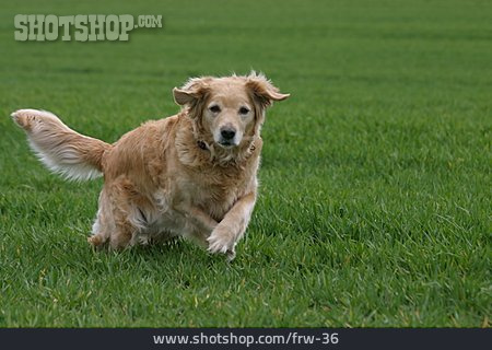 
                Laufen, Hund, Golden Retriever                   