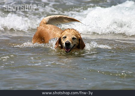 
                Schwimmen, Hund, Golden Retriever                   