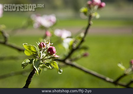
                Apfelblüte, Apfelbaum                   
