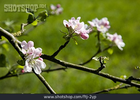 
                Apfelblüte, Apfelbaum                   