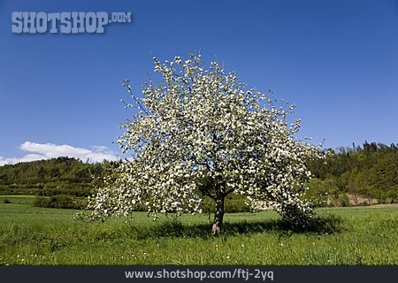 
                Kirschbaum, Baumblüte                   