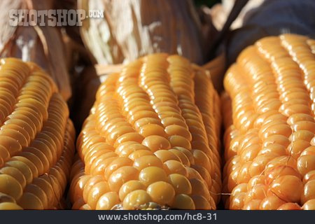 
                Maize Cob, Maize, Maize Grain                   