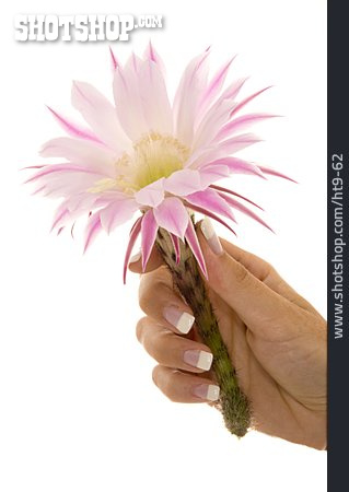 
                Hand, Kaktusblüte                   