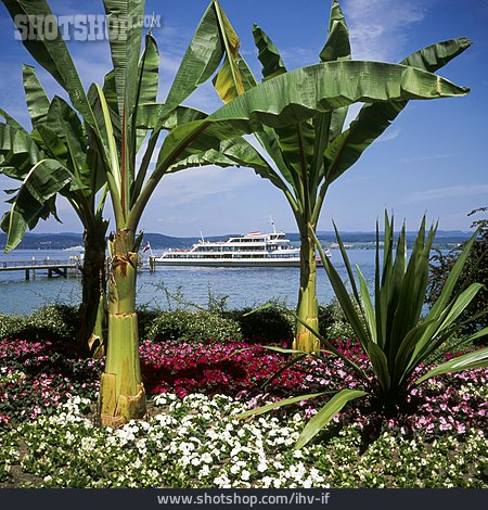 
                Palme, Bodensee, Blumenbeet, Insel Mainau                   
