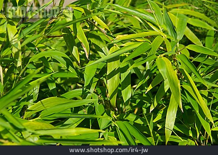 
                Gräser, Schilf, Bambusblatt                   