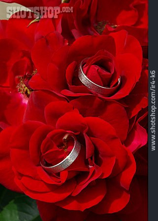 
                Rose, Ehering, Heiratsantrag, Verlobungsring                   