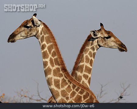 
                Two Animals, Wildlife, Giraffe                   