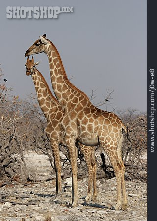 
                Tierpärchen, Giraffe                   