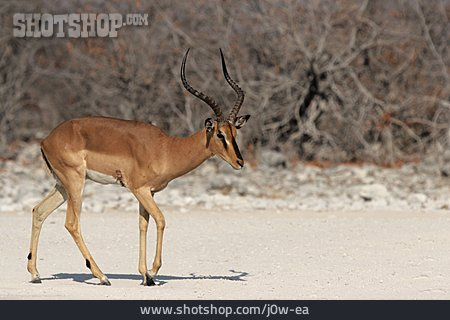
                Antilope, Schwarznasenimpala, Impala                   
