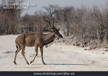 
                Antilope, Großer Kudu                   