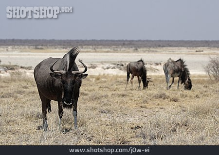 
                Wildtier, Streifengnu, Antilope                   