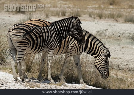 
                Wildtier, Zebra, Steppenzebra                   