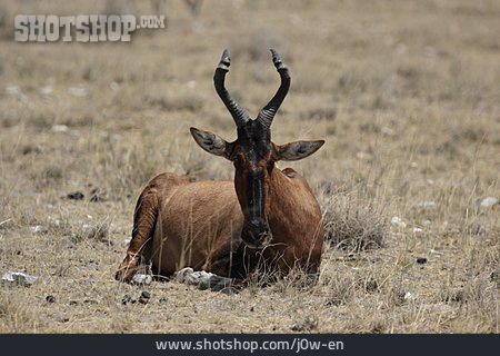 
                Wildtier, Antilope, Springbock                   