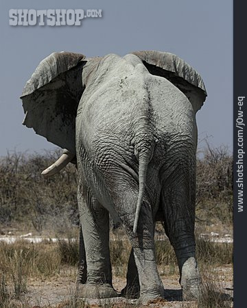
                Wildtier, Elefant, Afrikanischer Elefant                   