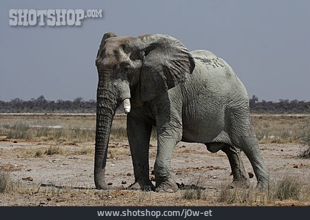 
                Elefant, Elefantenbulle, Afrikanischer Elefant                   