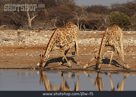 
                Afrika, Giraffe                   