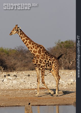 
                Wildtier, Giraffe                   