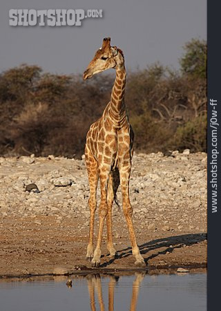 
                Afrika, Giraffe                   