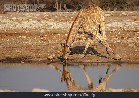 
                Wildtier, Wasserstelle, Giraffe                   