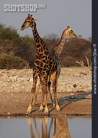 
                Tierpärchen, Wildtier, Giraffe                   