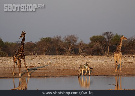 
                Afrika, Namibia, Etosha                   