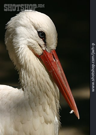 
                Stork, White Stork                   