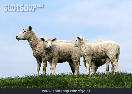 
                Tierfamilie, Schaf                   