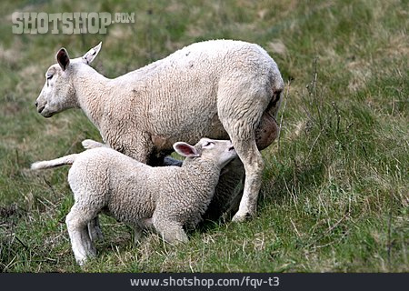 
                Säugetier, Schaf, Säugen                   