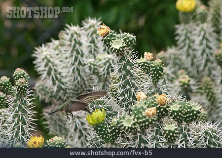 
                Kaktus, Kolibri                   