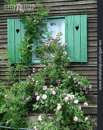 
                Fenster, Fensterladen, Kletterpflanze, Rosenstrauch                   