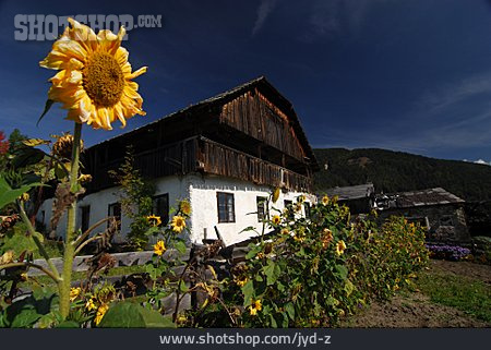 
                Sonnenblume, Ländlich, Bauernhof                   