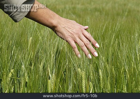
                Getreide, Hand, Berühren, Getreideanbau                   