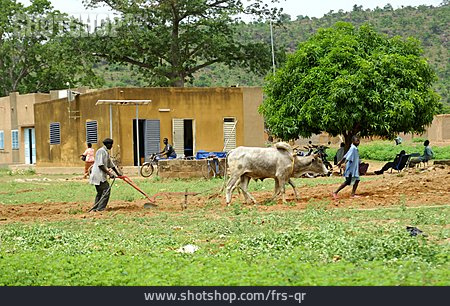 
                Ackerbau, Feldarbeit, Pflügen, Afrika                   