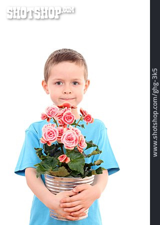 
                Junge, Blumentopf, Rosenpflanze                   