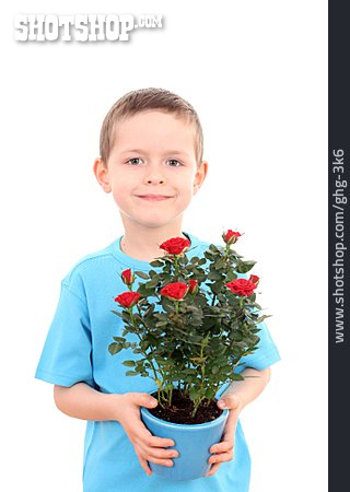 
                Boy, Flower Pot, Rose Plant                   