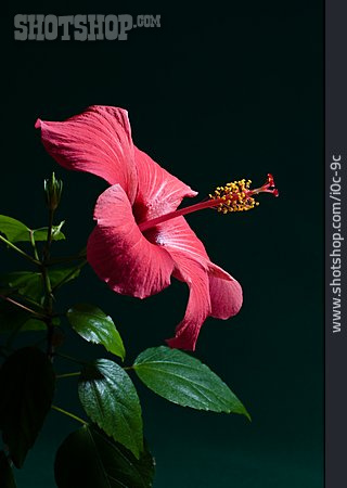 
                Hibiscus, Hibiscus Flower                   