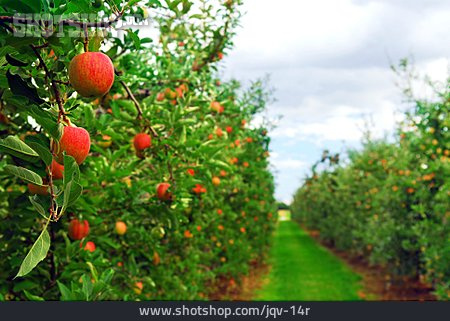 
                Apfelbaum, Apfelernte, Obstanbau, Apfelplantage                   