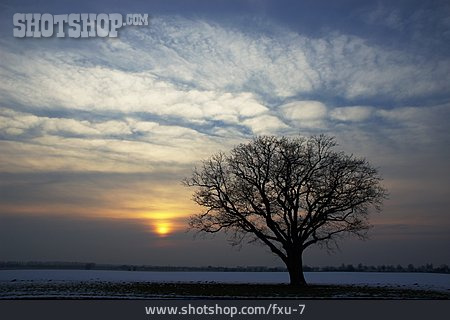 
                Sonnenuntergang, Baum, Winter                   