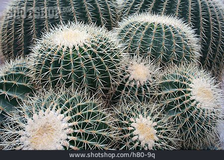 
                Kaktus, Goldkugelkaktus                   