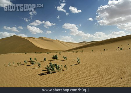 
                Wüste, Sandwüste, Gobi                   
