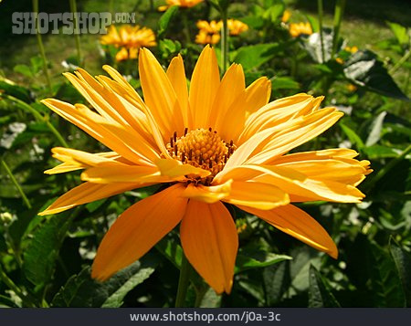 
                Sonnenblume, Blüte, Stauden-sonnenblume                   