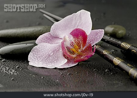 
                Asiatische Küche, Orchidee, Asiatisch, Essstäbchen                   