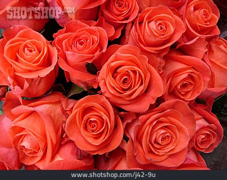 
                Rose, Blumenstrauß, Rot                   