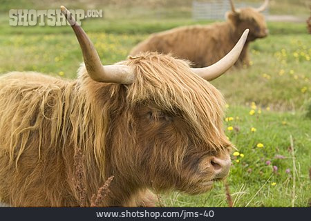 
                Cattle, Highland Cattle, Domestic Cattle                   