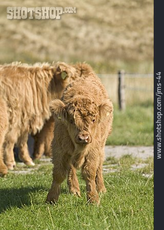 
                Calf, Highland Cattle                   