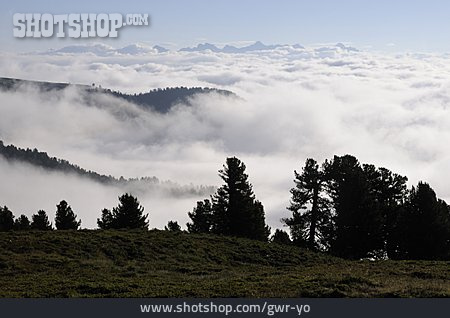 
                Wald, Nebel, Wolkendecke                   
