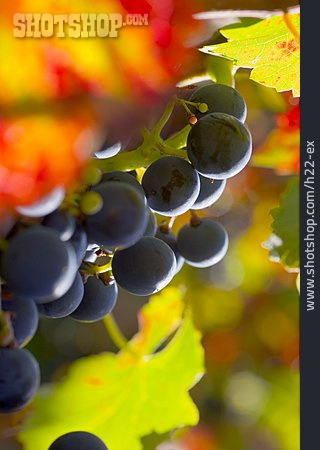 
                Weintraube, Herbstlich                   