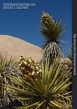 
                Palme, Yucca, Mojave-wüste, Joshua Tree Nationalpark                   