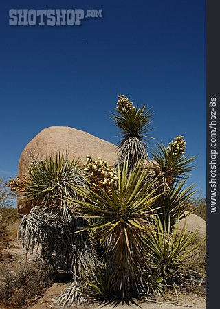
                Palme, Mojave-wüste, Joshua Tree Nationalpark                   